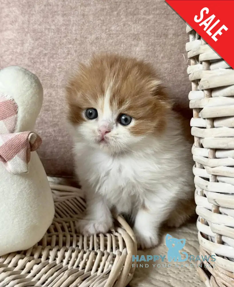Iris Scottish Fold male red tabby bicolour live animals