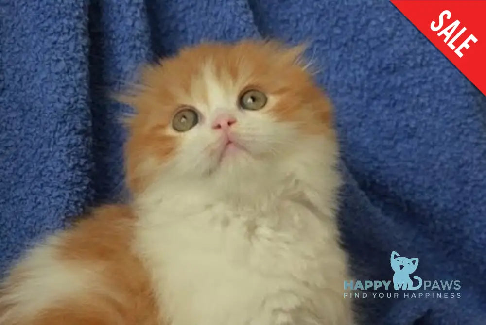 Iris Scottish Fold male red tabby bicolour live animals