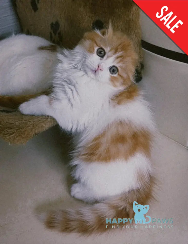 Iris Scottish Fold male red tabby bicolour live animals