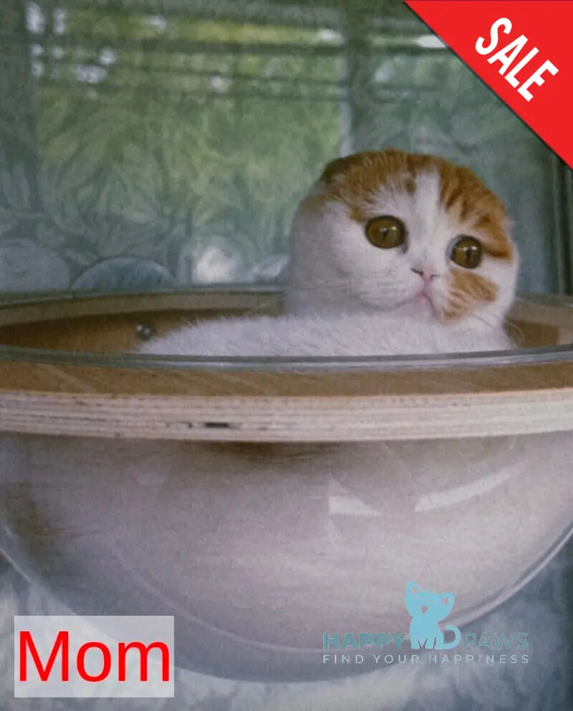 Iris Scottish Fold male red tabby bicolour live animals