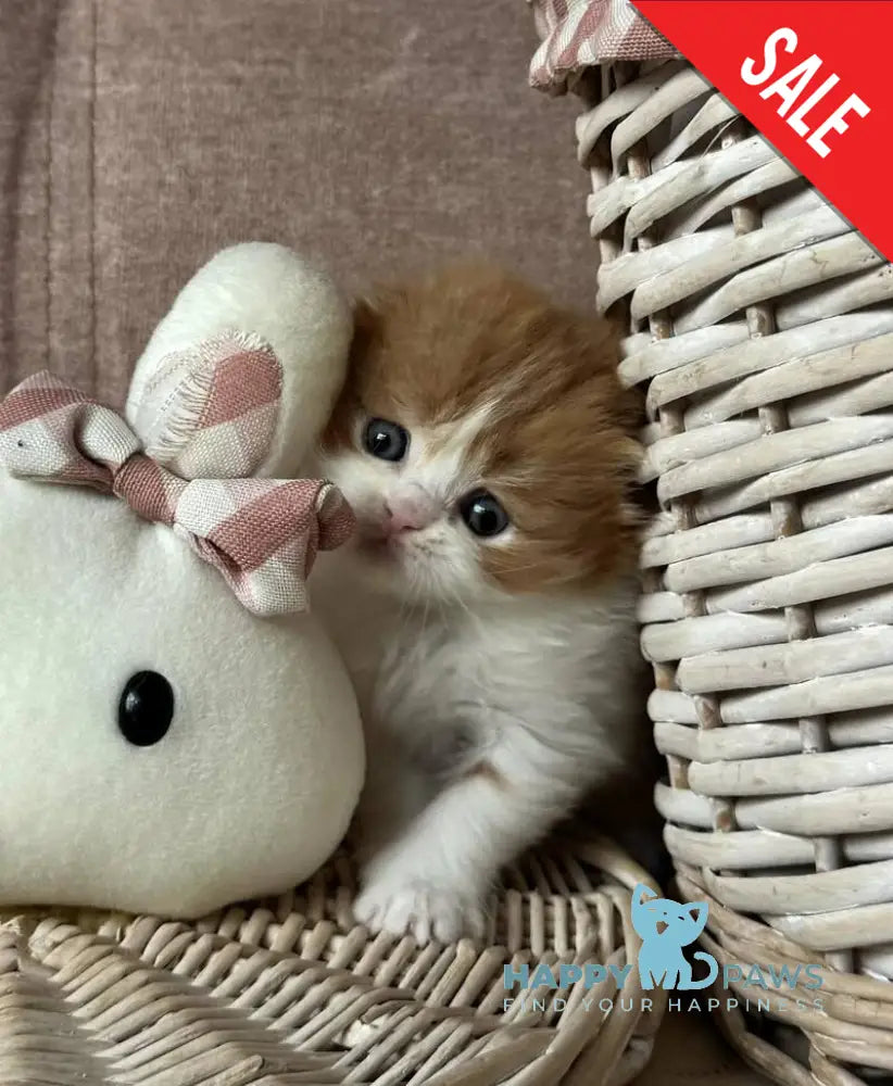 Iris Scottish Fold male red tabby bicolour live animals