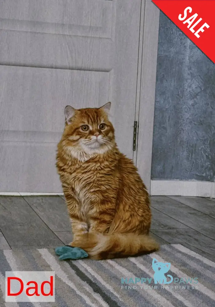 Iris Scottish Fold male red tabby bicolour live animals