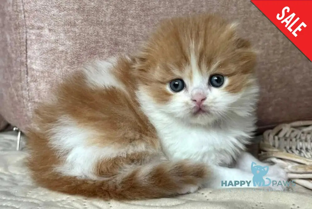 Iris Scottish Fold male red tabby bicolour live animals