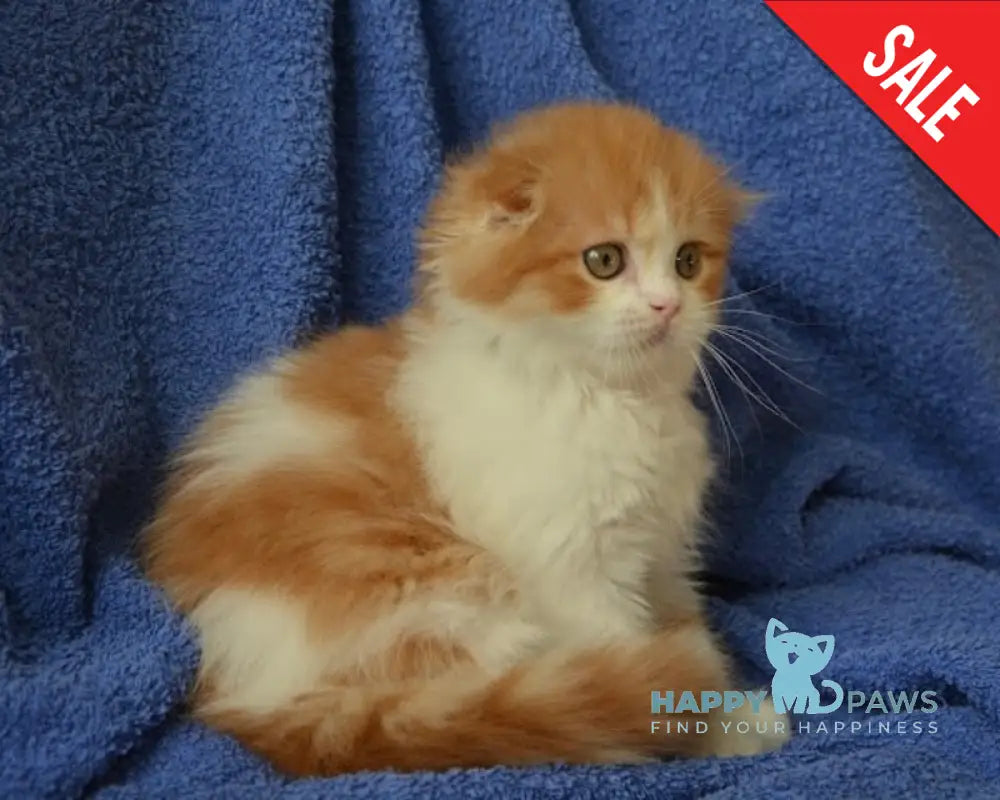 Iris Scottish Fold male red tabby bicolour live animals