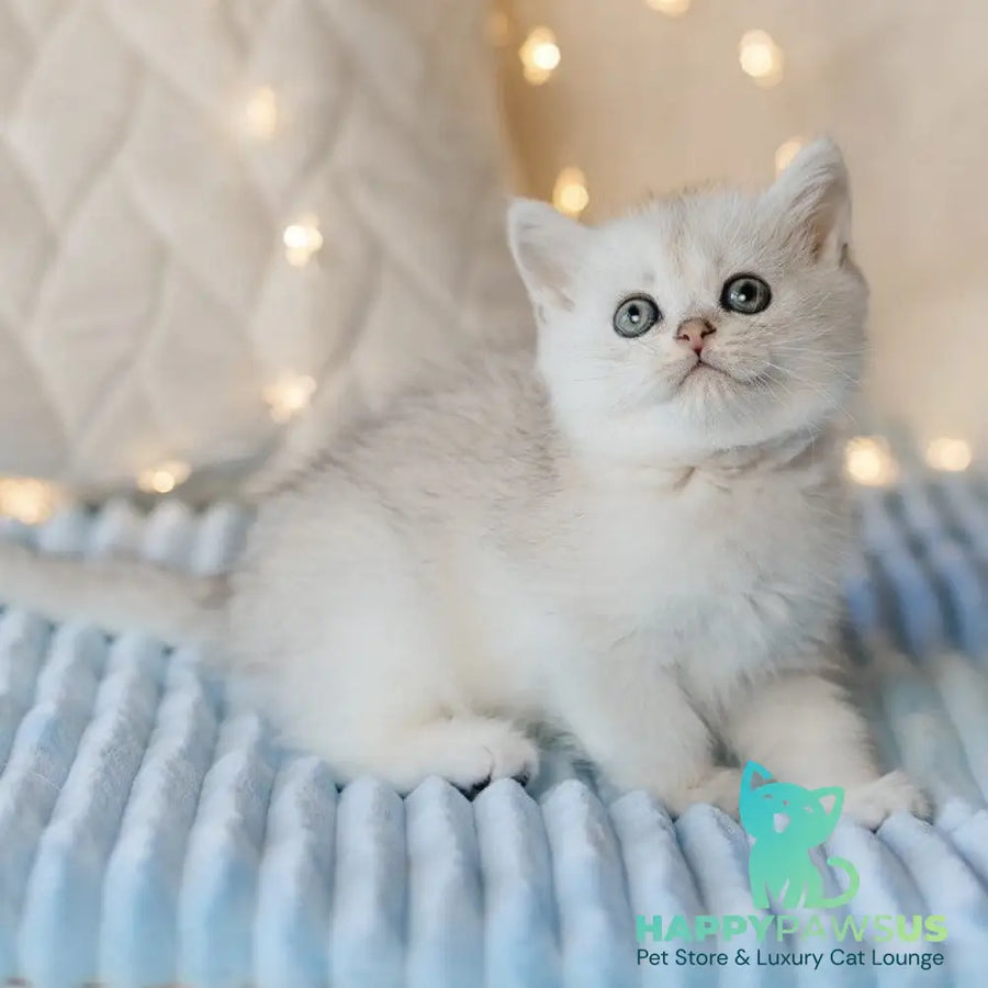 Iris Scottish Straight female black silver shaded - live animals