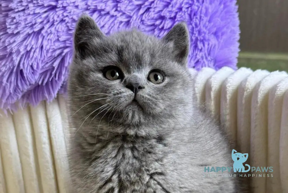 Iris Scottish Straight female blue live animals