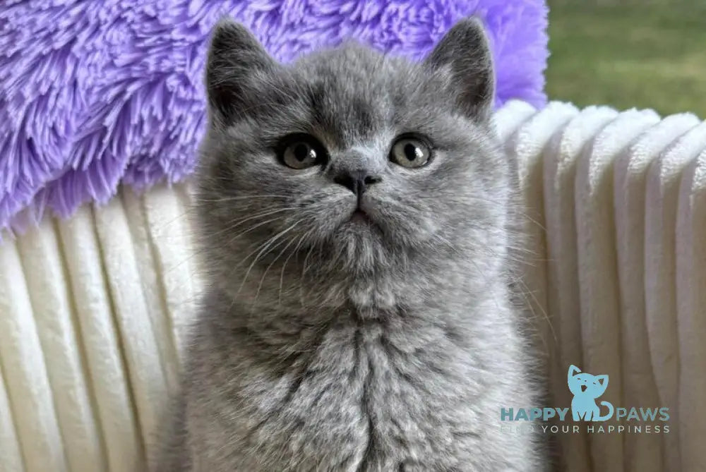 Iris Scottish Straight female blue live animals