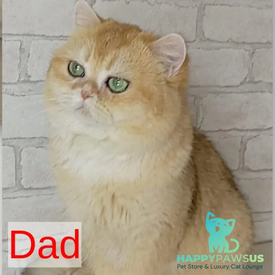 Irish British Shorthair male black golden chinchilla - live animals