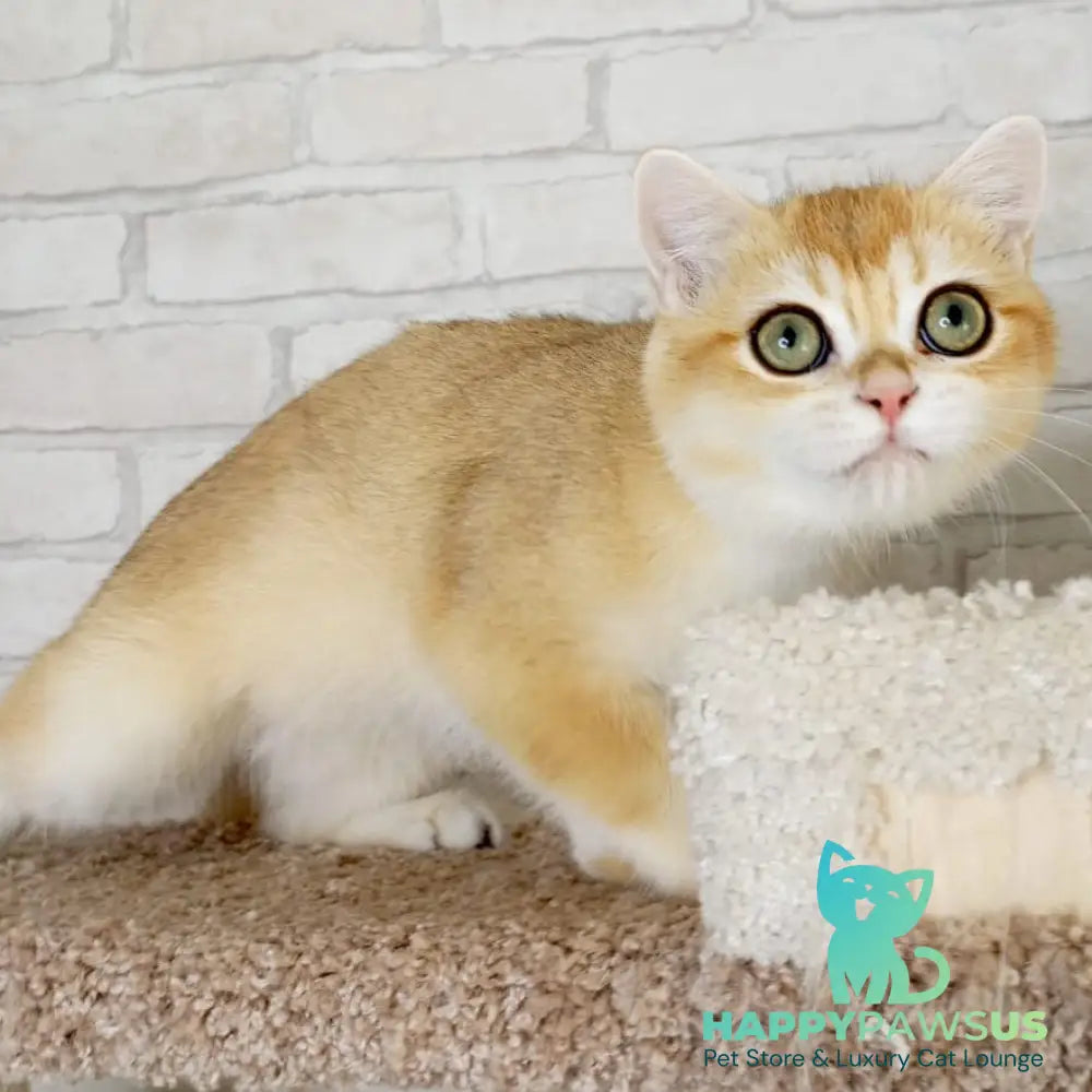 Irish British Shorthair male black golden chinchilla - live animals