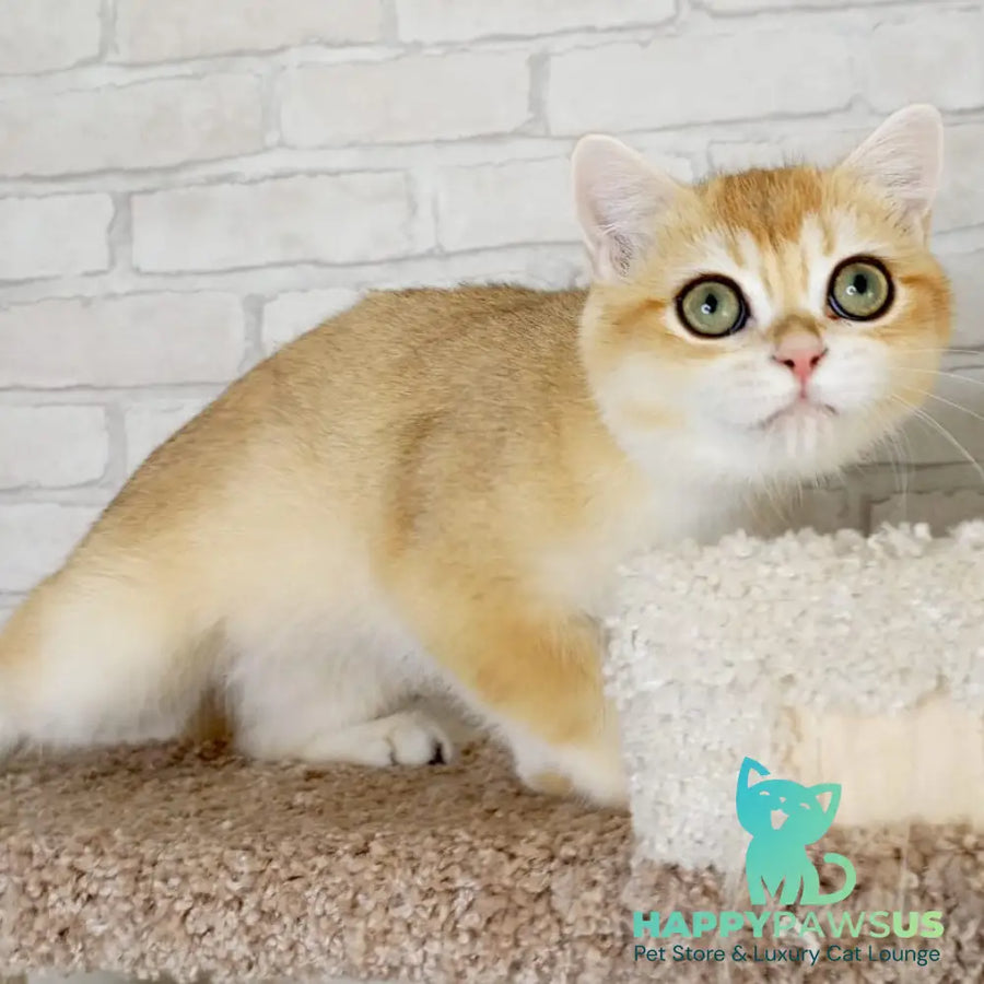 Irish British Shorthair male black golden chinchilla - live animals