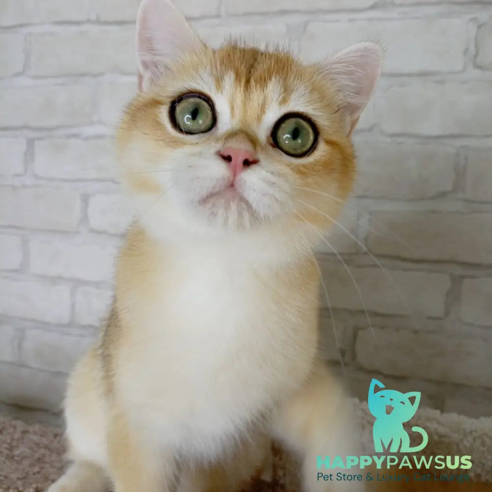 Irish British Shorthair male black golden chinchilla - live animals