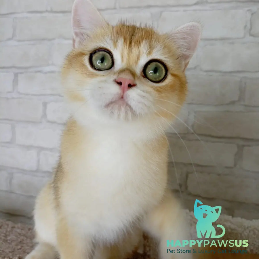 Irish British Shorthair male black golden chinchilla - live animals