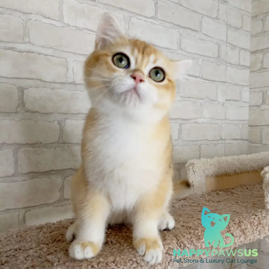 Irish British Shorthair male black golden chinchilla - live animals