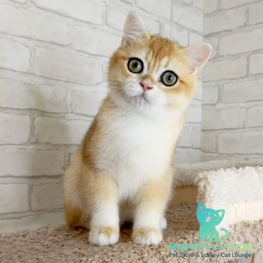 Irish British Shorthair male black golden chinchilla - live animals