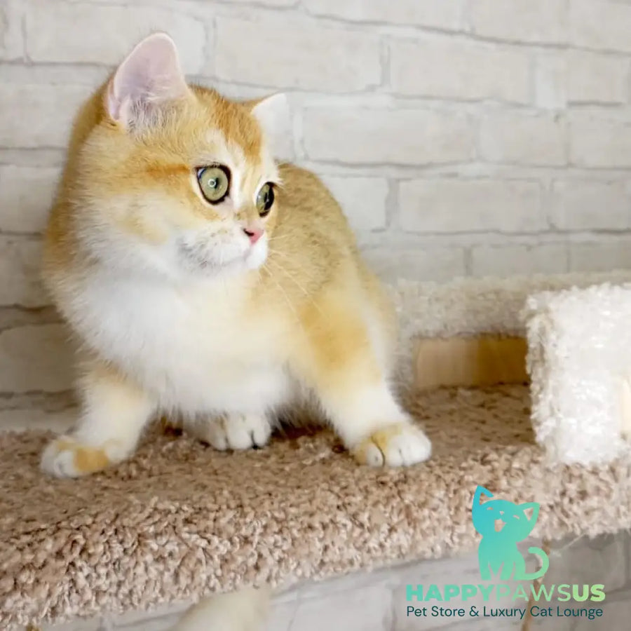 Irish British Shorthair male black golden chinchilla - live animals