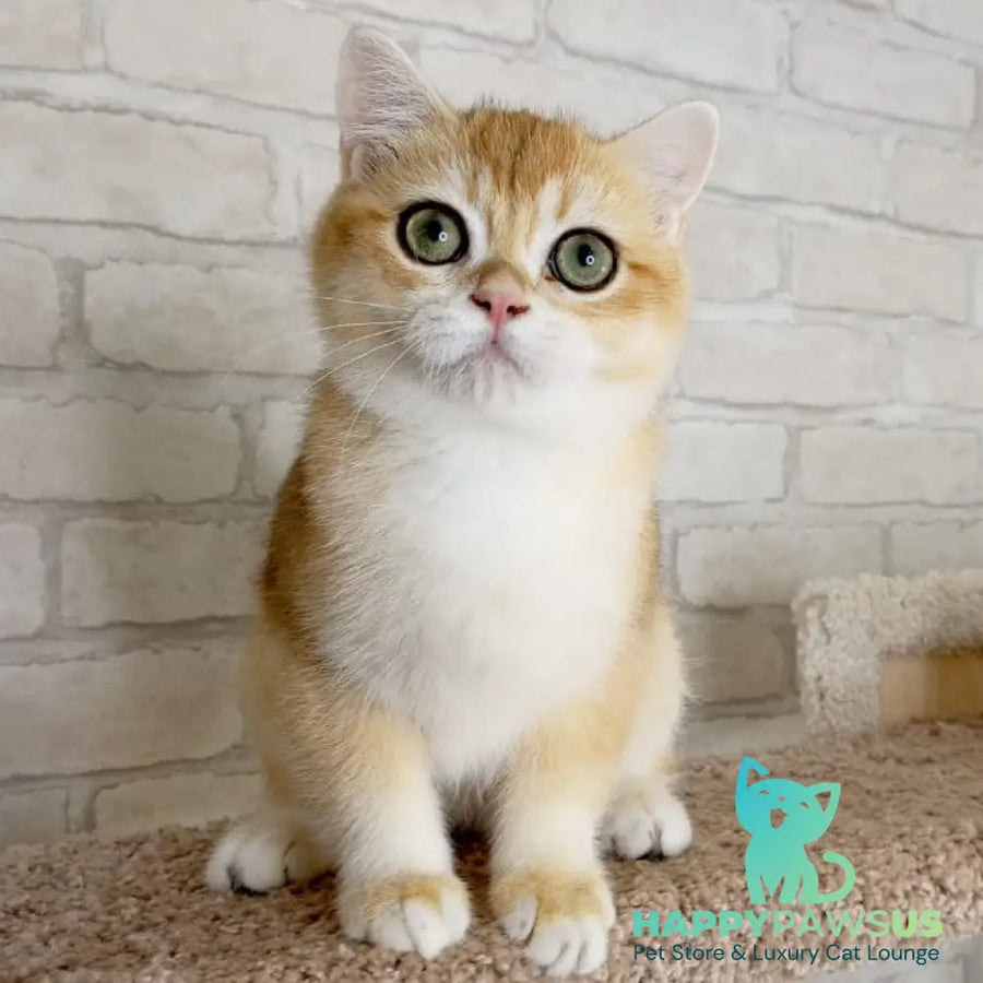 Irish British Shorthair male black golden chinchilla - live animals