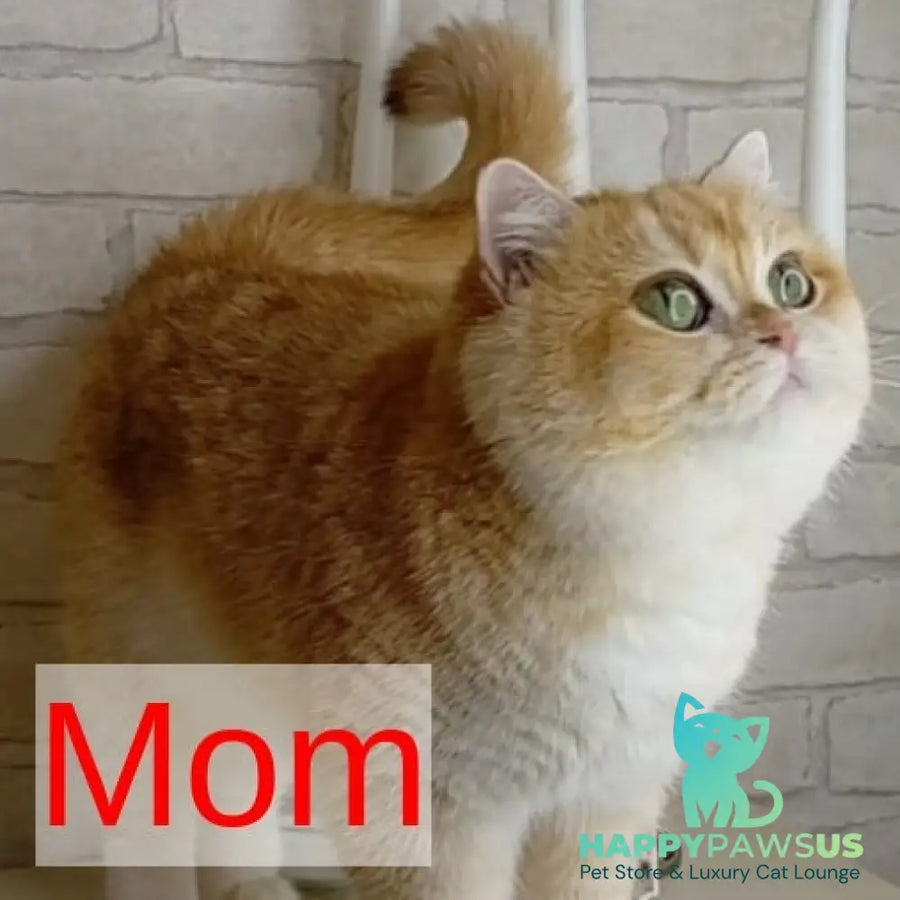 Irish British Shorthair male black golden chinchilla - live animals