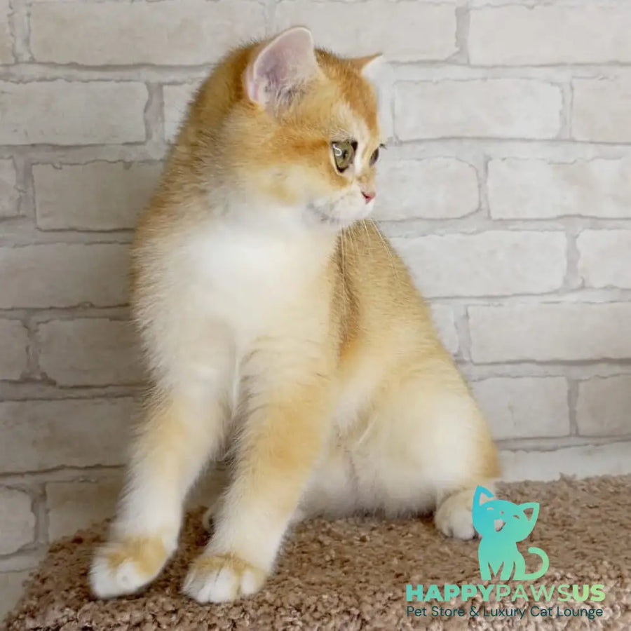 Irish British Shorthair male black golden chinchilla - live animals