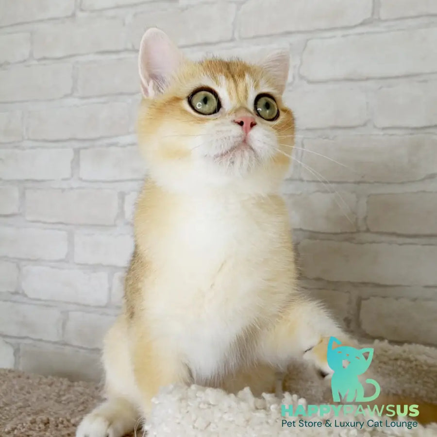 Irish British Shorthair male black golden chinchilla - live animals