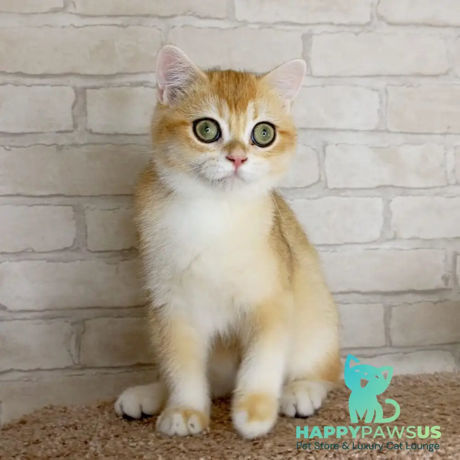 Irish British Shorthair male black golden chinchilla - live animals