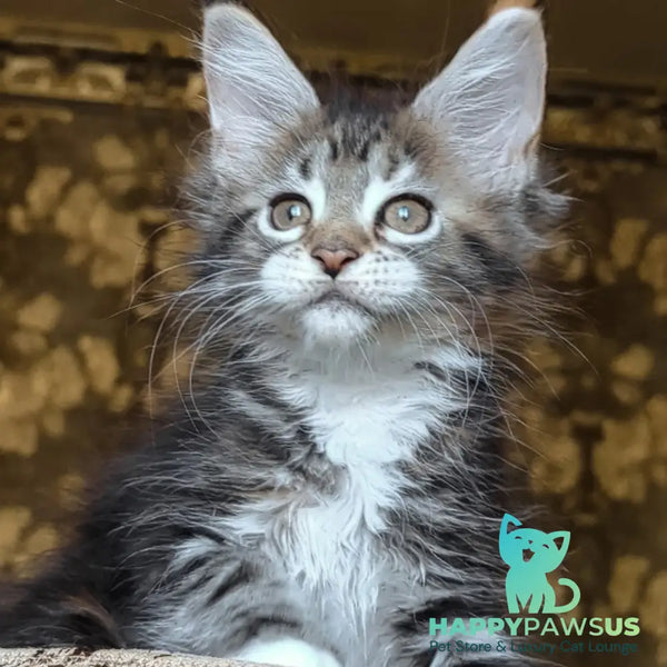 Irish Maine Coon female black tortie tabby with white - live animals