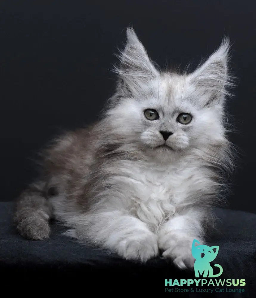 Irishka Maine Coon female black silver - live animals