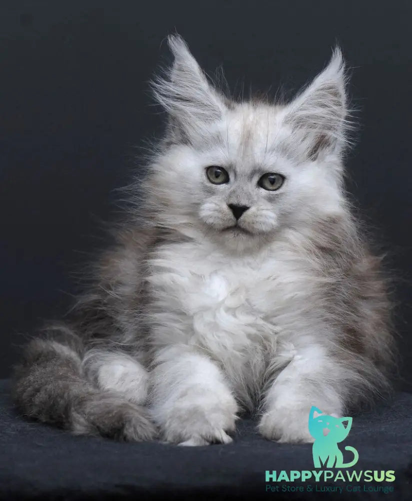 Irishka Maine Coon female black silver - live animals