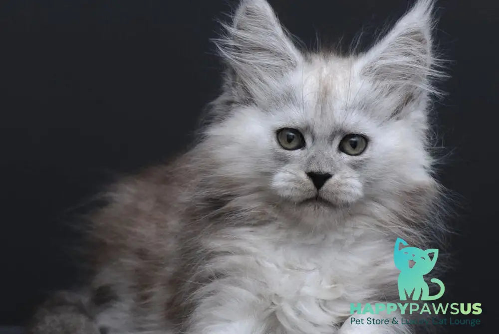 Irishka Maine Coon female black silver - live animals