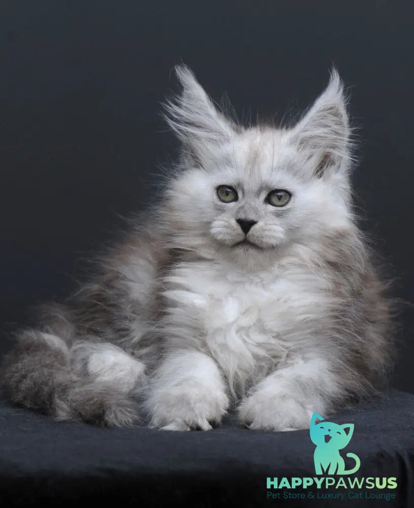 Irishka Maine Coon female black silver - live animals