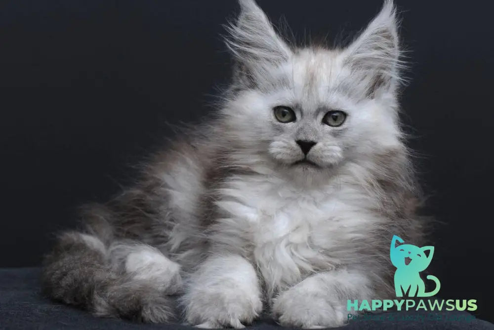 Irishka Maine Coon female black silver - live animals