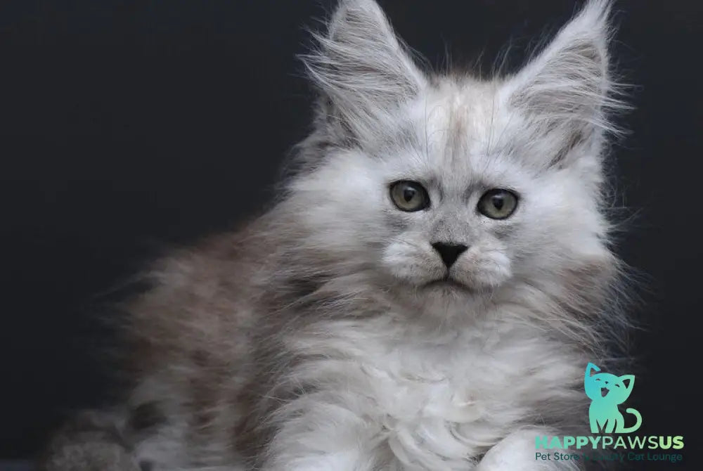 Irishka Maine Coon female black silver - live animals