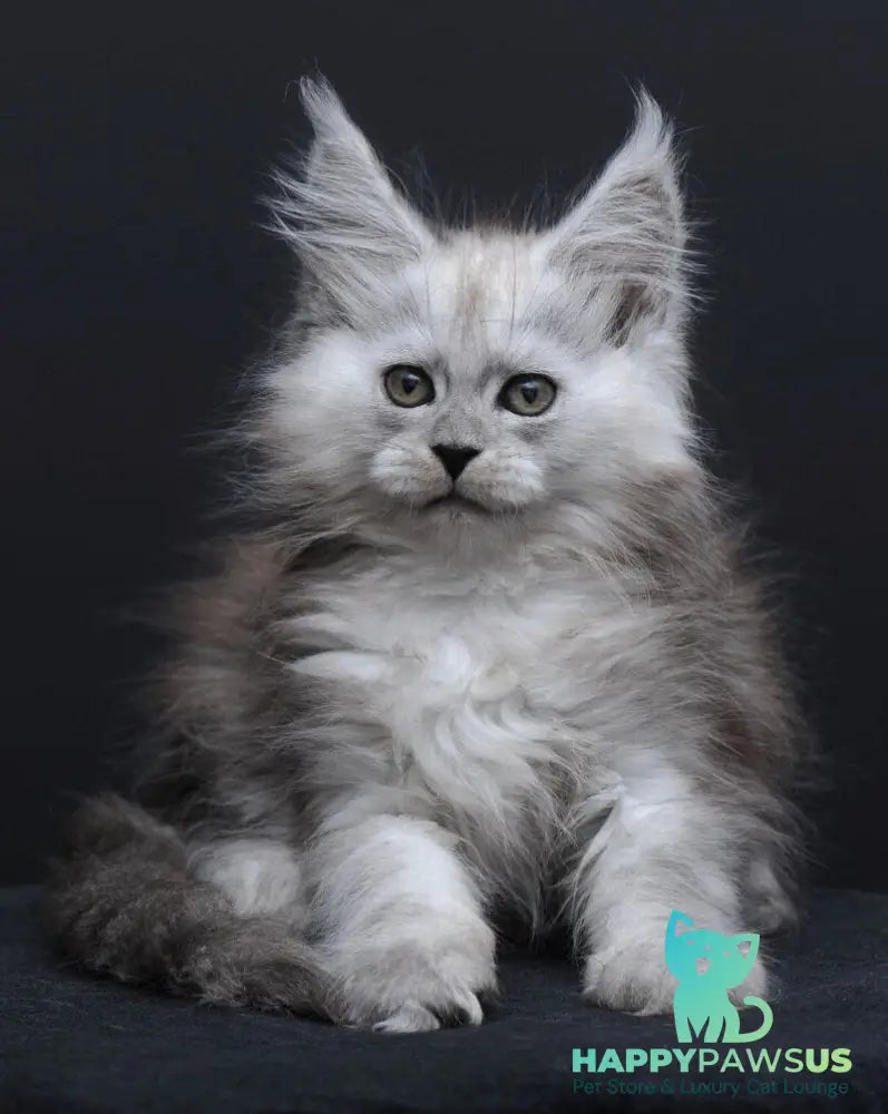 Irishka Maine Coon female black silver - live animals