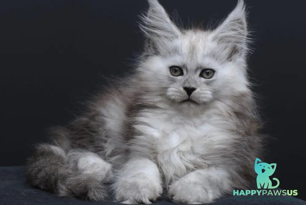 Irishka Maine Coon female black silver - live animals
