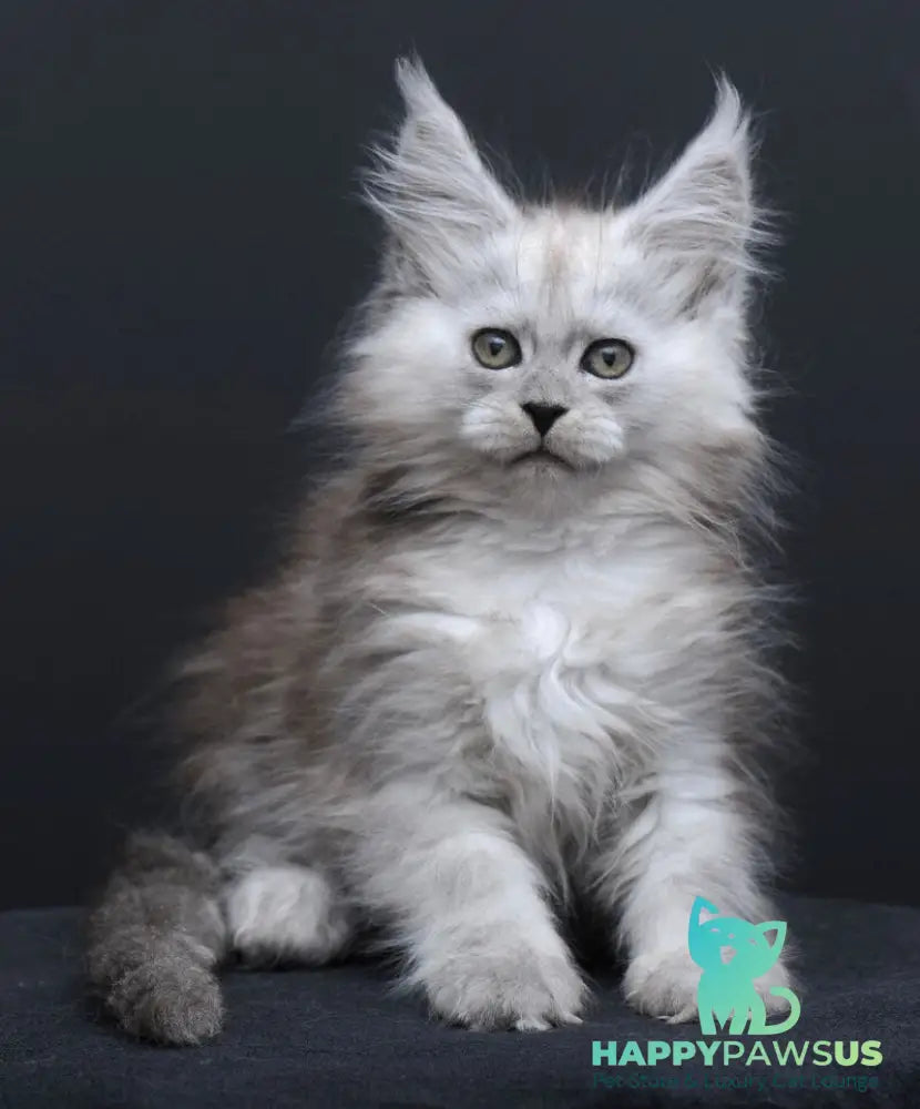 Irishka Maine Coon female black silver - live animals