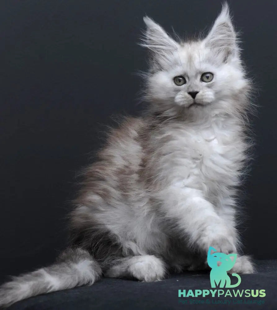 Irishka Maine Coon female black silver - live animals