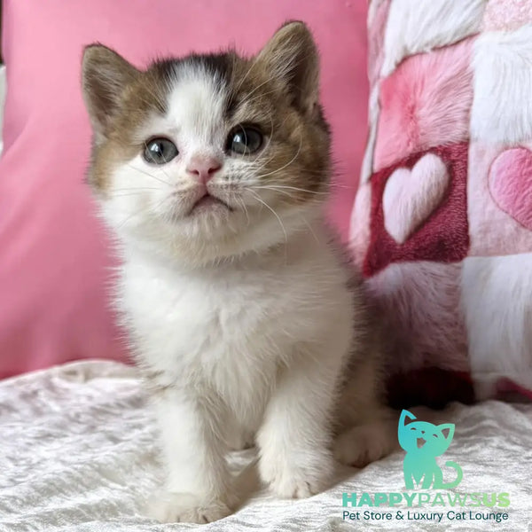 Iriska British Shorthair female black golden ticked tabby bicolour - live animals