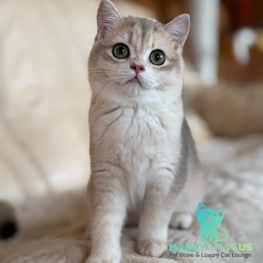 Iriska British Shorthair female blue golden chinchilla - live animals