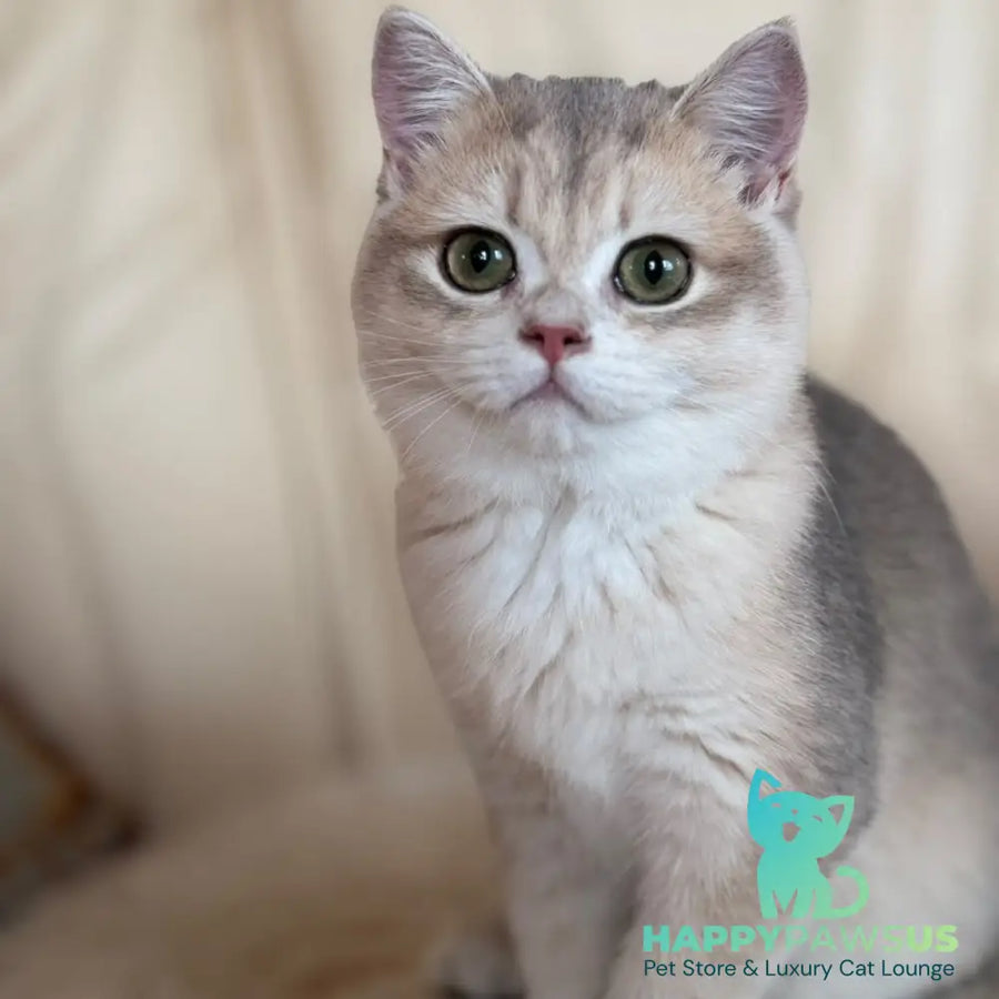 Iriska British Shorthair female blue golden chinchilla - live animals