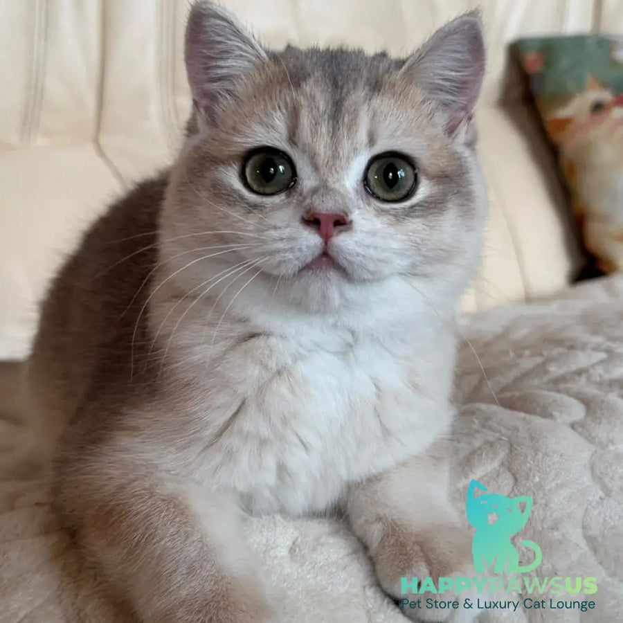 Iriska British Shorthair female blue golden chinchilla - live animals