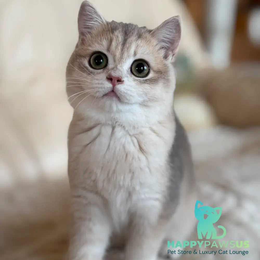 Iriska British Shorthair female blue golden chinchilla - live animals