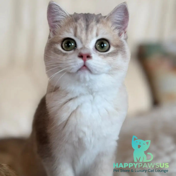 Iriska British Shorthair female blue golden chinchilla - live animals