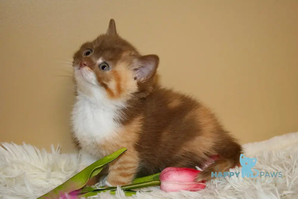 Iriska British Shorthair female cinnamon tortie bicolour live animals