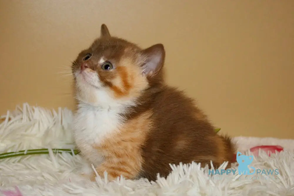 Iriska British Shorthair female cinnamon tortie bicolour live animals