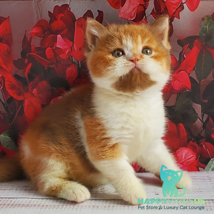 Iriska British Shorthair female cinnamon tortie bicolour - live animals