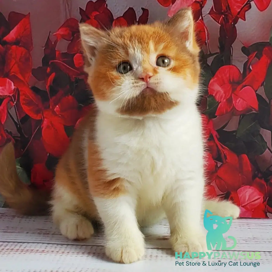 Iriska British Shorthair female cinnamon tortie bicolour - live animals
