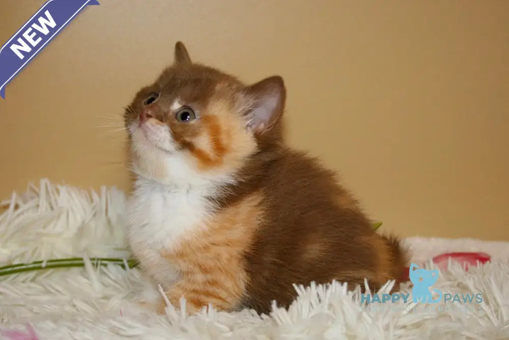 Iriska British Shorthair female cinnamon tortie bicolour live animals