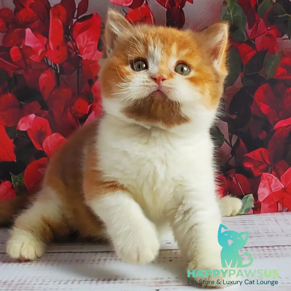 Iriska British Shorthair female cinnamon tortie bicolour - live animals