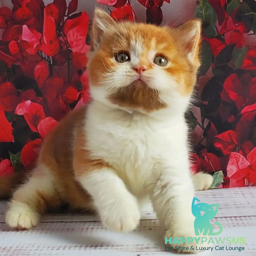 Iriska British Shorthair female cinnamon tortie bicolour - live animals