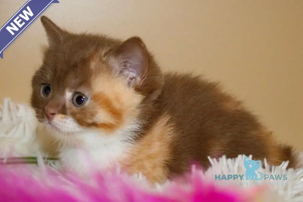 Iriska British Shorthair female cinnamon tortie bicolour live animals