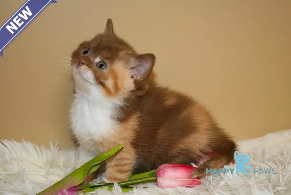 Iriska British Shorthair female cinnamon tortie bicolour live animals